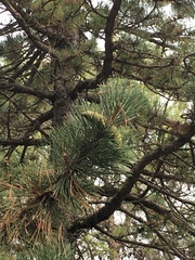 Pinus nigra