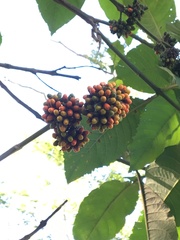 Aegiphila integrifolia