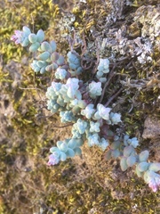 Sedum brevifolium