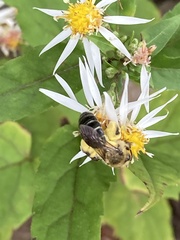 Andrena asteris