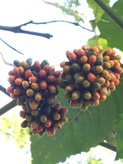 Aegiphila integrifolia