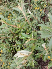 Tarchonanthus littoralis