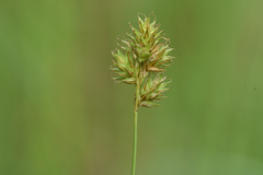 Carex douglasii