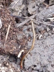 Geophilidae