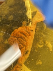 Botrylloides diegensis