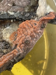 Botrylloides diegensis