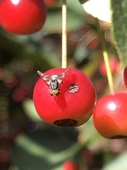 Rhagoletis pomonella