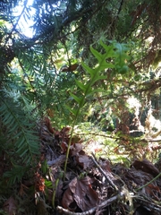 Polypodium glycyrrhiza