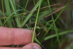 Carex douglasii