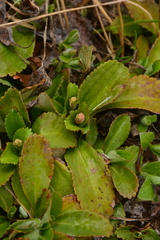 Leptarrhena pyrolifolia