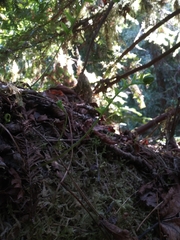 Polypodium glycyrrhiza