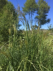 Celtica gigantea