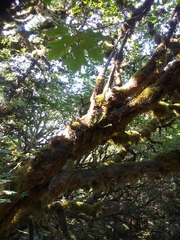 Polypodium glycyrrhiza