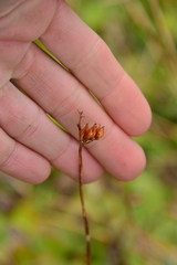 Leptarrhena pyrolifolia