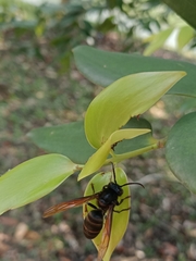 Vespa analis