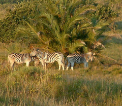 Equus quagga burchellii