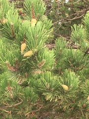 Pinus nigra
