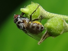 Anthomyia