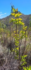 Notobubon galbanum