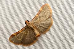 Hypsopygia binodulalis