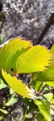 Notobubon galbanum