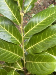 Prunus laurocerasus