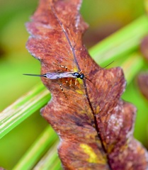 Itoplectis
