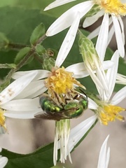 Agapostemon