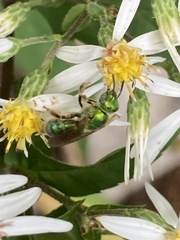 Agapostemon