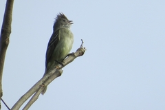 Elaenia flavogaster