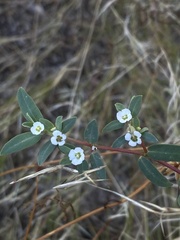 Euphorbia pediculifera