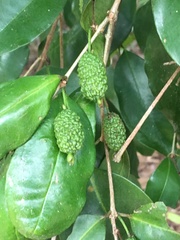 Eugenia adenantha