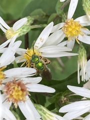 Agapostemon