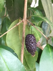Eugenia adenantha