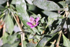 Lycium barbarum