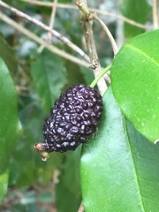Eugenia adenantha