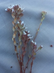 Sedum arenarium