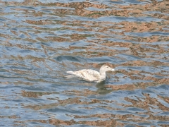 Somateria mollissima