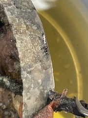 Schizoporella unicornis