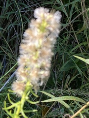 Liatris spicata