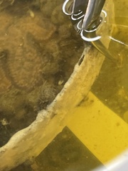 Schizoporella unicornis