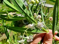 Gomphocarpus physocarpus