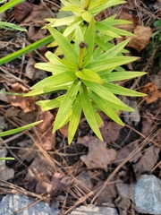 Lilium