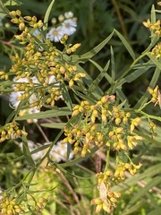 Euthamia caroliniana