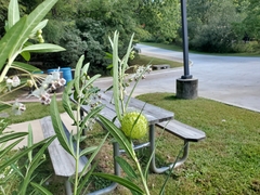 Gomphocarpus physocarpus