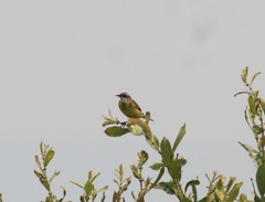 Motacilla flava iberiae