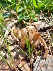 Clavulina vinaceocervina