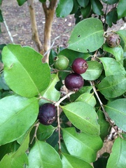 Psidium myrtoides
