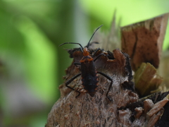 Phthiacnemia picta