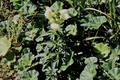 Antirrhinum majus